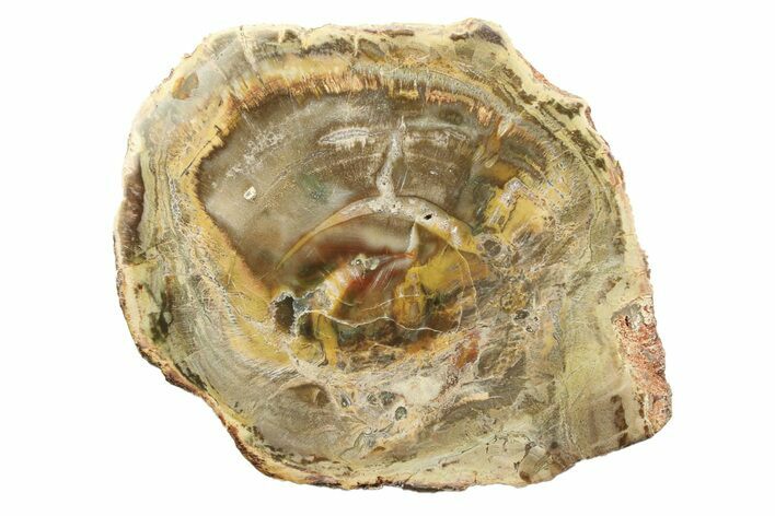 Beautiful Petrified Wood (Araucaria) Round - Madagascar #304947